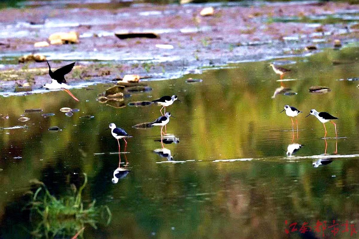 鳥界“名?！薄八掀鹞琛?>
<h3>鳥界“名模”“水上起舞”</h3>
</a>
</li>
<li>
<a href=